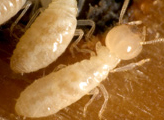 Termite adulte