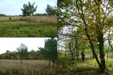 Entre bois et champs